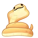 Pet Snake King Cobra